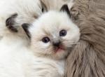 Petunia - Ragdoll Kitten For Sale - Saugerties&comma; NY&comma; US