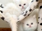 Lyla and Tess - Persian Kitten For Sale - Milwaukee&comma; WI&comma; US