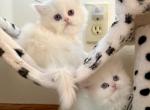 Lyla and Tess - Persian Kitten For Sale - Milwaukee&comma; WI&comma; US