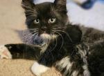 Shadow - Maine Coon Kitten For Sale - 