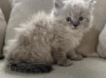 Simon - Himalayan Kitten For Sale - Peoria&comma; IL&comma; US