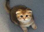 Scottish fold - Scottish Fold Kitten For Sale - 