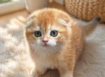 Scottish fold - Scottish Fold Cat For Sale - Lake Zurich&comma; IL&comma; US