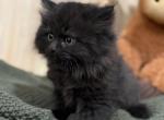 Piper - Siberian Kitten For Sale - 