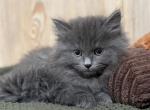 Bella - Siberian Kitten For Sale - 