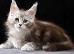 Jade - Maine Coon Kitten For Sale - Miami&comma; FL&comma; US