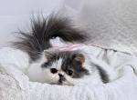 Spayed CFA Blue and White Female Persian Kitten - Persian Kitten For Sale - Farmville&comma; VA&comma; US