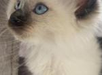 Ragamese kittens - Siamese Kitten For Sale - Newbury&comma; MA&comma; US
