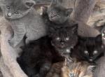 Kittens - Domestic Kitten For Sale - Arlington&comma; WA&comma; US