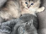 Female kittens - Domestic Kitten For Sale - Arlington&comma; WA&comma; US