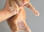 Tulip - Maine Coon Kitten For Sale - 