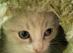 Yuuki and Jin - Siamese Kitten For Sale - 
