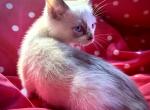 March Babies 1 - Siamese Kitten For Sale - Inverness&comma; FL&comma; US