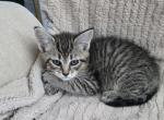Baby kitty - American Shorthair Kitten For Sale - Russell&comma; MA&comma; US