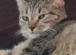 Hellion - Domestic Kitten For Adoption - 