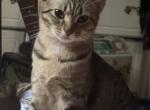 Morningstar - Domestic Kitten For Adoption - Harvest&comma; AL&comma; US