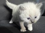 Yoda - Ragdoll Kitten For Sale - Etters&comma; PA&comma; US