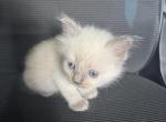 Mister Light Green - Ragdoll Kitten For Sale - Etters&comma; PA&comma; US