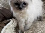 Lilac mink boy - Ragdoll Kitten For Sale - Avenel&comma; NJ&comma; US