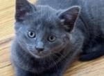 ZELDA - Nebelung Kitten For Sale