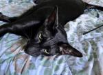 Akasa - Oriental Cat For Adoption - Ashland&comma; OH&comma; US