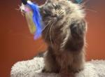 Big titular cat for sale breeding rights - Maine Coon Cat For Sale - 