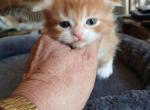 GARFIELD - Scottish Fold Kitten For Sale - 