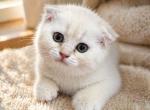 Scottish fold - Scottish Fold Kitten For Sale - Lake Zurich&comma; IL&comma; US