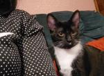 Dotty - Sokoke Kitten For Adoption - Sumner&comma; WA&comma; US