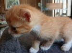 Hl tiny - Manx Kitten For Sale - Mountain Ranch&comma; CA&comma; US