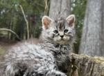 Mohave bobtail - Manx Kitten For Sale - West Branch&comma; MI&comma; US