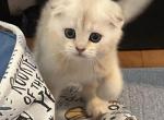 Scottish fold - Scottish Fold Kitten For Sale - Lake Zurich&comma; IL&comma; US