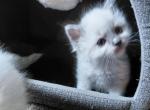 Honey - Ragdoll Kitten For Sale - Bigmount&comma; PA&comma; US