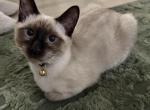 Ocean - Siamese Kitten For Adoption - Jersey City&comma; NJ&comma; US
