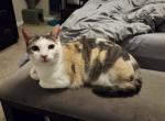 Siggy - Domestic Cat For Sale - Kinston&comma; NC&comma; US