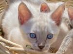 Snow Seal Lynx Bengals Blue eyes - Bengal Kitten For Sale - Marysville&comma; WA&comma; US
