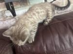 Pipi and Luno Snow Bengals - Bengal Kitten For Sale - 