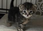 Poly Tiger Lily of Topaz - Polydactyl Kitten For Sale - WI&comma; US