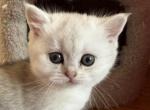 Lisa - British Shorthair Kitten For Sale - Brooklyn&comma; NY&comma; US