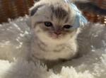 Cody Scottish Fold kitten - Scottish Fold Kitten For Sale - Tacoma&comma; WA&comma; US