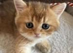 Pavel - British Shorthair Kitten For Sale - New York&comma; NY&comma; US