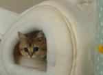 Rosy - Scottish Straight Cat For Adoption - Phila&comma; PA&comma; US