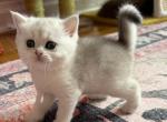 Maria - British Shorthair Kitten For Sale - New York&comma; NY&comma; US