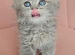 Arrascaeta - British Shorthair Kitten For Sale - Orlando&comma; FL&comma; US