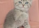 Thor - British Shorthair Kitten For Sale - Orlando&comma; FL&comma; US