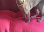 Fawn Fairytale Boy - Abyssinian Kitten For Sale - Plymouth&comma; WI&comma; US