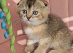 jack - Scottish Fold Kitten For Sale - 