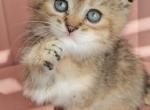 Daniel - Scottish Fold Kitten For Sale - Orlando&comma; FL&comma; US