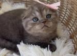 Chocolate Scottish Fold kitten - Scottish Fold Kitten For Sale - Tacoma&comma; WA&comma; US