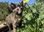 Ember - Domestic Cat For Adoption - Oak Hills&comma; CA&comma; US